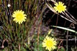 Kapstadt: Wanderung auf dem Tafelberg